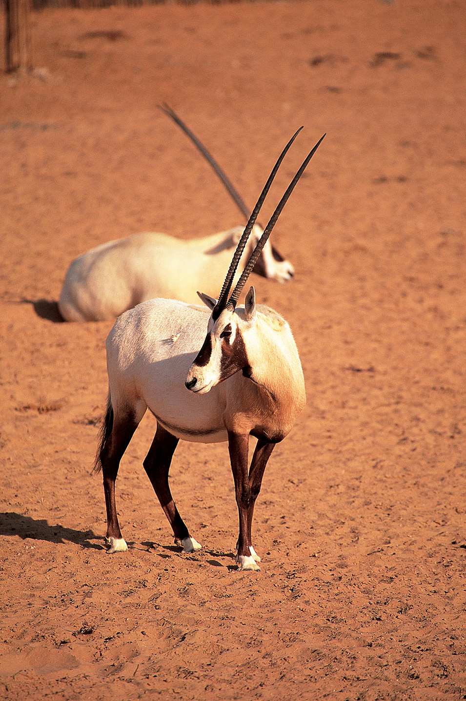 Arabische Oryx Antilope